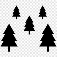 fir, fir trees for sale, fir tree care, fir tree identification icon svg