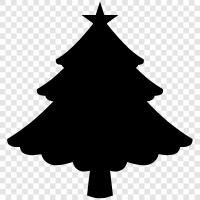 Fir, Fir trees for sale, Fir tree seed, Fir tree for sale icon svg