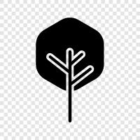 fir, needles, cones, bark icon svg