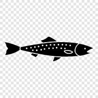 fishing, fly fishing, stream fishing, catch and release icon svg