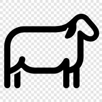 fleece, wool, lamb, mutton icon svg