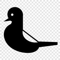 flight, bird, dove, pigeonhole icon svg