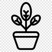 flora, botany, nature, plants icon svg