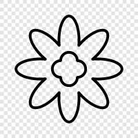 Floral, Pretty, Bloom, Bloomers icon svg