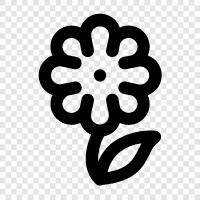 Blumen, Blüte, Pflanze, Garten symbol