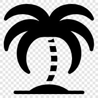 Florida, Palm trees, Palm, Plant icon svg