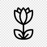 çiçek, tulip ampul, tulip yetiştirici, tulip bahçe ikon svg