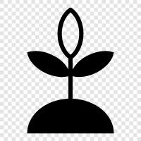 Flower, Houseplant, Gardening, Green icon svg