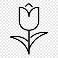 flower, bulbs, garden, Dutch icon svg