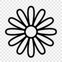 flower, dandelion, yellow, garden icon svg