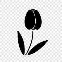 flower, Dutch, history, color icon svg