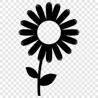 blume, weiß, sonnig, glücklich symbol