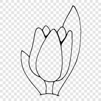 flower, Netherlands, history, tulips icon svg