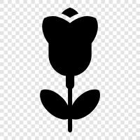 çiçek, tulipler, renk, petaller ikon svg