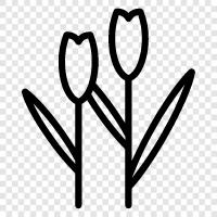 цветок, голландский, луковица, тюльпаномания Значок svg