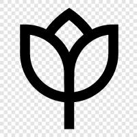 Blume, Tulpenzwiebel, Tulpenzucht, Tulpenpflanze symbol