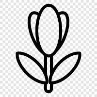 цветок, голландский цветок, лампочка, лампочка тюльпана Значок svg
