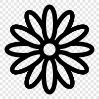 Blume, Haustier, Garten, Gänseblümchen symbol