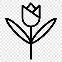 Blumen, Holländisch, Zwiebel, Garten symbol