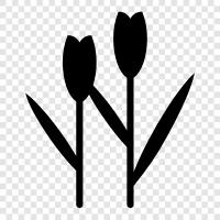 Blumen, Holländisch, Tulpen, 18 Jahrhundert symbol