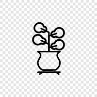 flower, botany, outdoor, garden icon svg