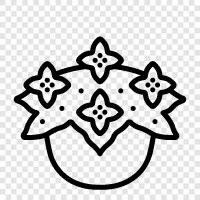 Blumen, Garten, Pflanzen, Begonien symbol