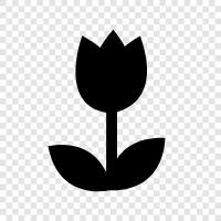 flower, Dutch, Iris, Tulipmania icon svg