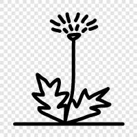 flowers, weed, medicinal, foraging icon svg