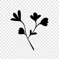 Blumen, Gänseblümchen, Nelken, Aster symbol