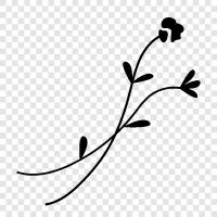 Blumen, Blumenkohl symbol
