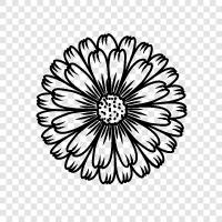 flowers, daisy, garden, bloom icon svg