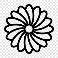 Blumen, Sonnenblumen, Garten, Pflanzen symbol