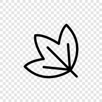 foliage, leaves, blade, petiole icon svg