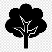 Forest, Bonsai, Ficus, Arbor icon svg