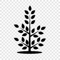 Forest, Arboretum, Plant, Foliage icon svg