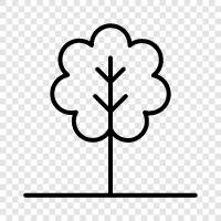 forest, growth, leaves, bark icon svg