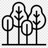 forest management, tree growth, tree species, forest floor icon svg