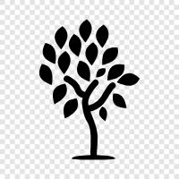 Forest, Arbor, Foliage, Branch icon svg