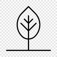 forest, leaves, growth, bark icon svg