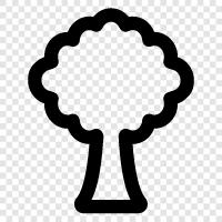 Baum, Wald, Baumkultur, Obst symbol