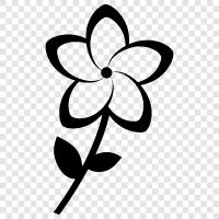 Frangipani, duftend, exotisch, Garten symbol