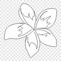 Frangipani, Frangipani parfümü ikon svg