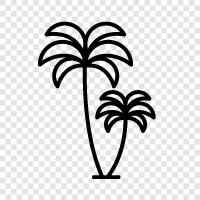 fronds, leaves, trunk, branches icon svg