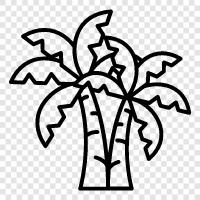 fronds, leaves, trunk, seed icon svg