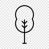 fruit, seeds, bark, leaves icon svg