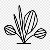 fruit, seed, leaves, flowers icon svg