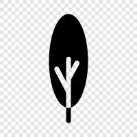 fruit, leaves, bark, needles icon svg