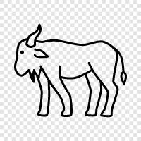 game, African, animal, Wildebeest icon svg