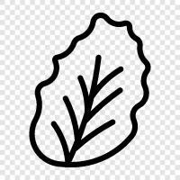 garden, salad, crunchy, fresh icon svg