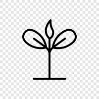 Bahçıvanlık, sebzelik, tohumluk, büyüme ikon svg